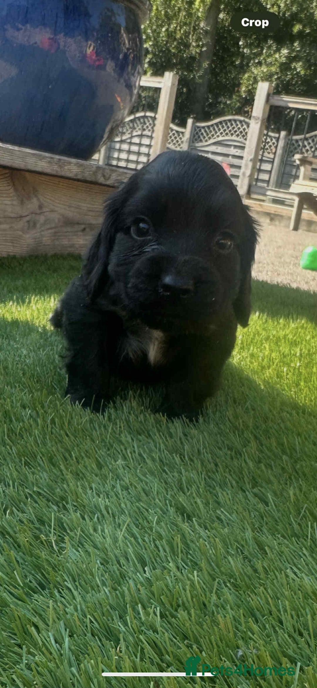 Cocker Spaniel dogs for sale: cocker spaniel show puppies - Image 7