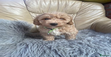 Poochon dogs - Advert 7