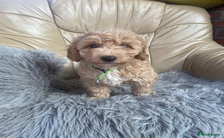 Poochon dogs - Advert 4