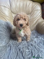 Poochon dogs - Advert 3