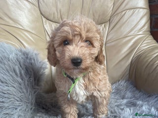 Poochon dogs - Advert 5