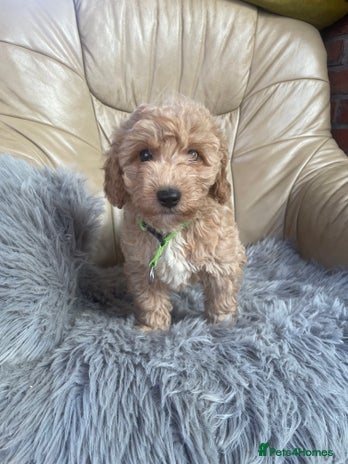 Poochon dogs - Advert 1