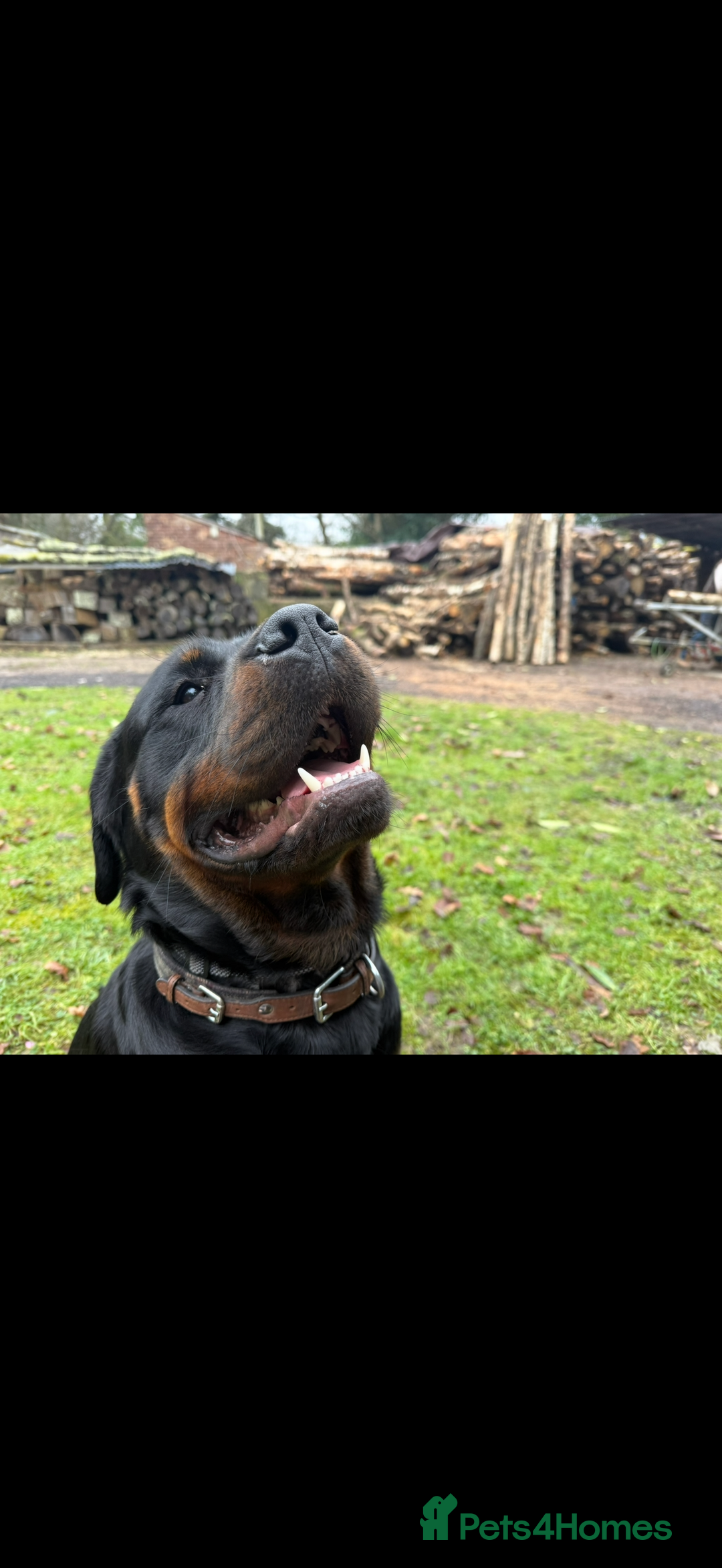 Rottweiler dogs for sale: 3yr old Female Rottweiler  - Advert 3
