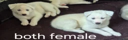 Siberian Husky dogs for sale: 5 beautiful siberian husky puppies  - Advert 4