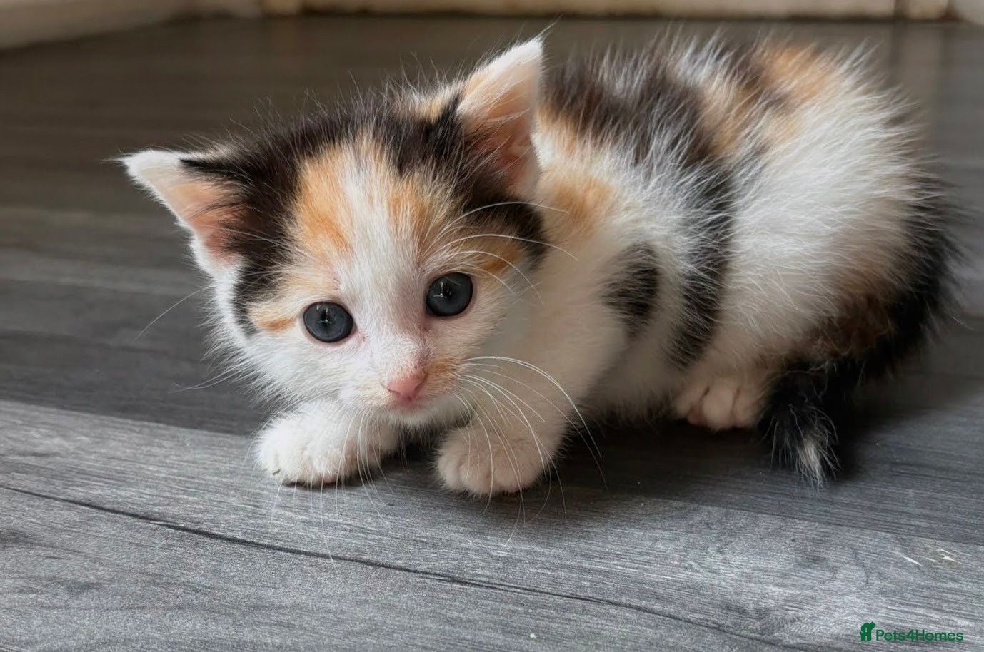 Mixed Breed cats Kittens looking for a forever home - Advert 10