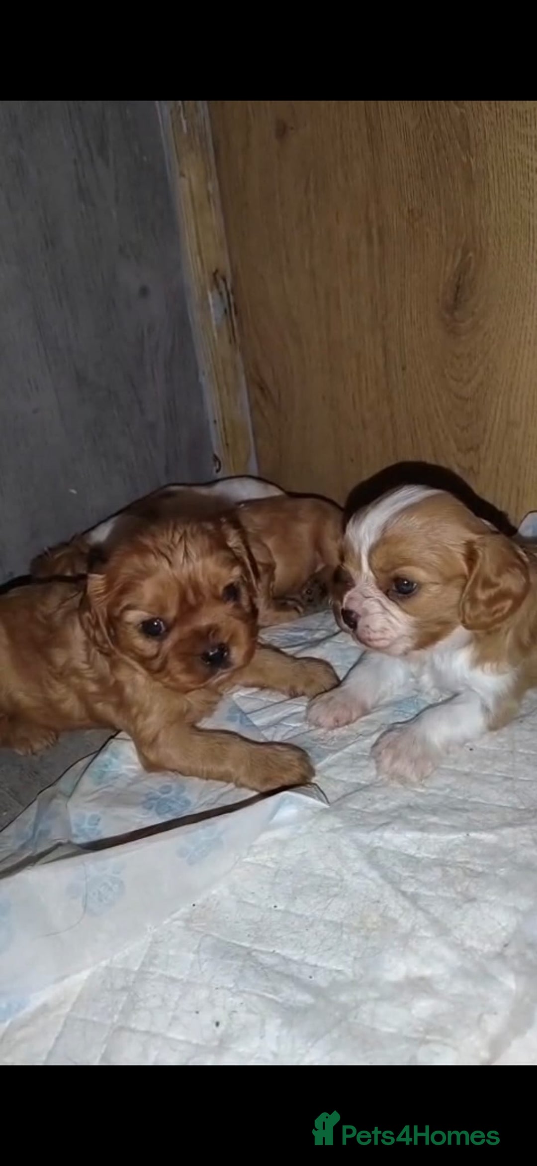 Cavalier King Charles Spaniel dogs for sale: Solid ruby and blem cavalier puppies - Advert 14