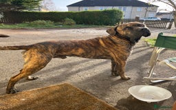 Presa Canario dogs for sale: Presa canario male  - Image 2