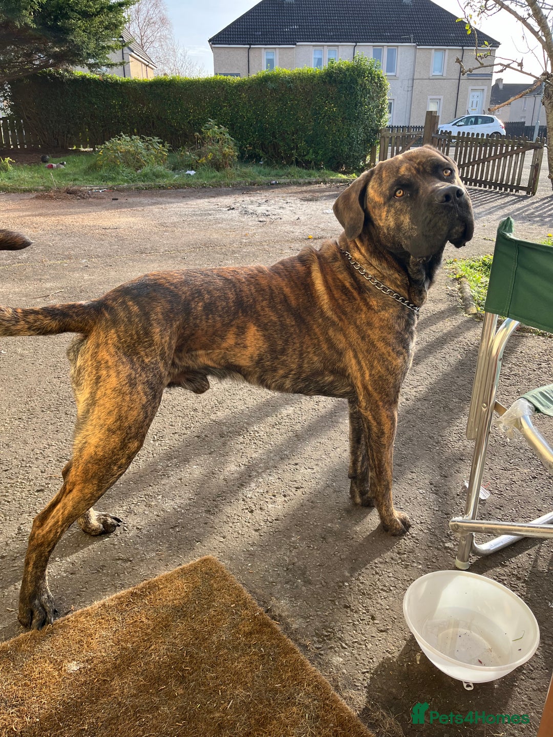 Presa Canario dogs for sale: Presa canario male  - Image 2