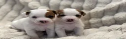 Jack Russell dogs for sale: Smooth coated tan and white jack russels  in Nottingham - Advert 4