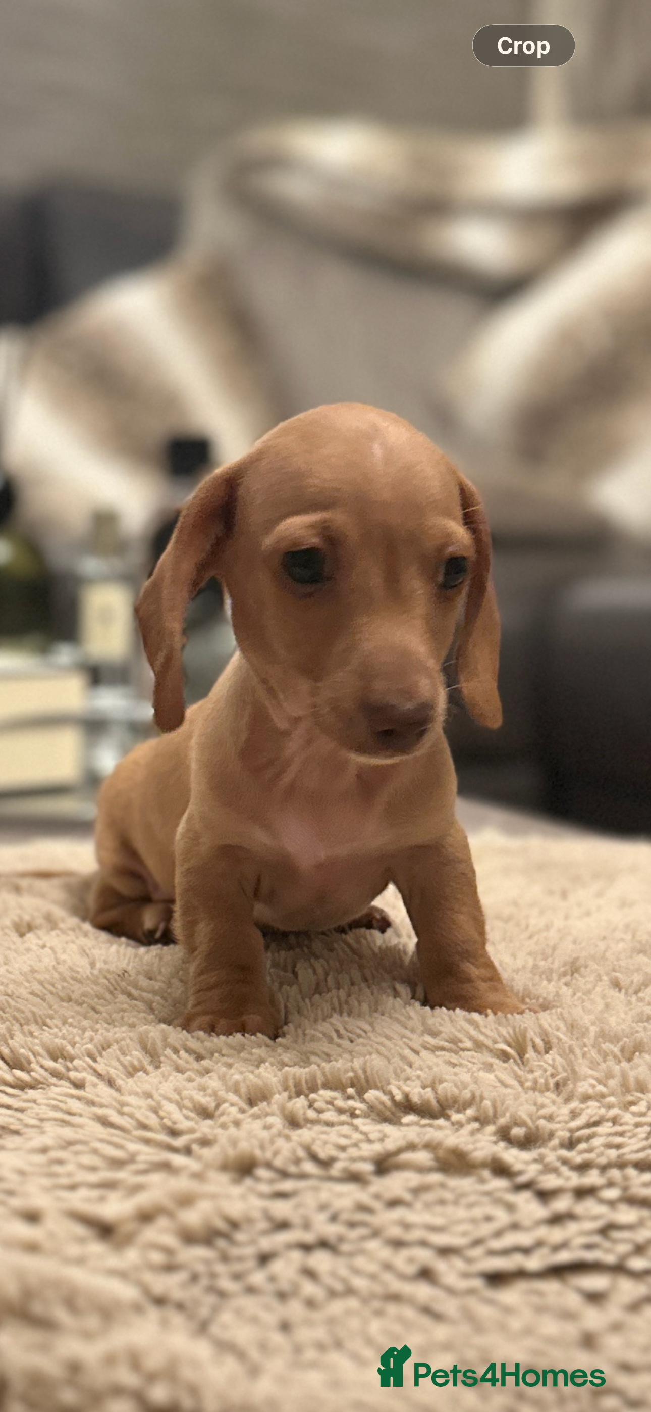 Miniature Dachshund dogs KC miniature dachshunds  - Advert 1