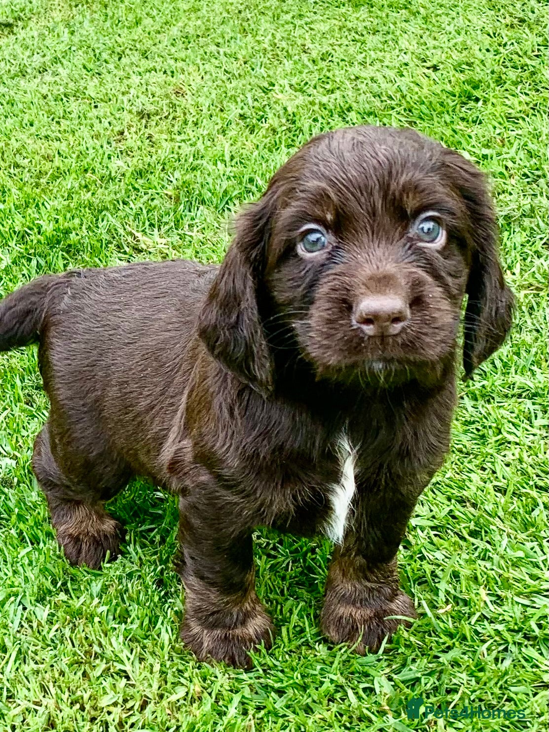 Cocker Spaniel dogs Sired from British Champion - Advert 18
