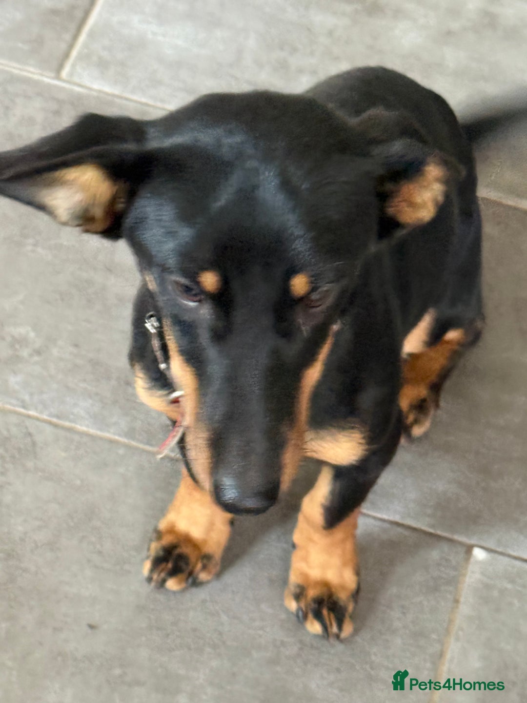 Dachshund dogs for adoption: Rocky needs Love  - Advert 5