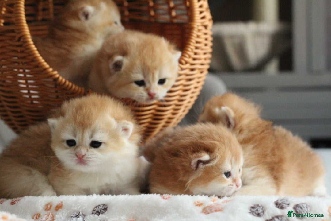 British Shorthair cats for sale: Gorgeous BSH Golden Chinchilla ny12 - Advert 17