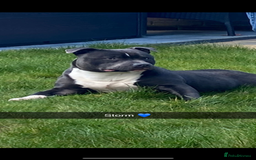Staffordshire Bull Terrier dogs for stud: STORM - Image 3