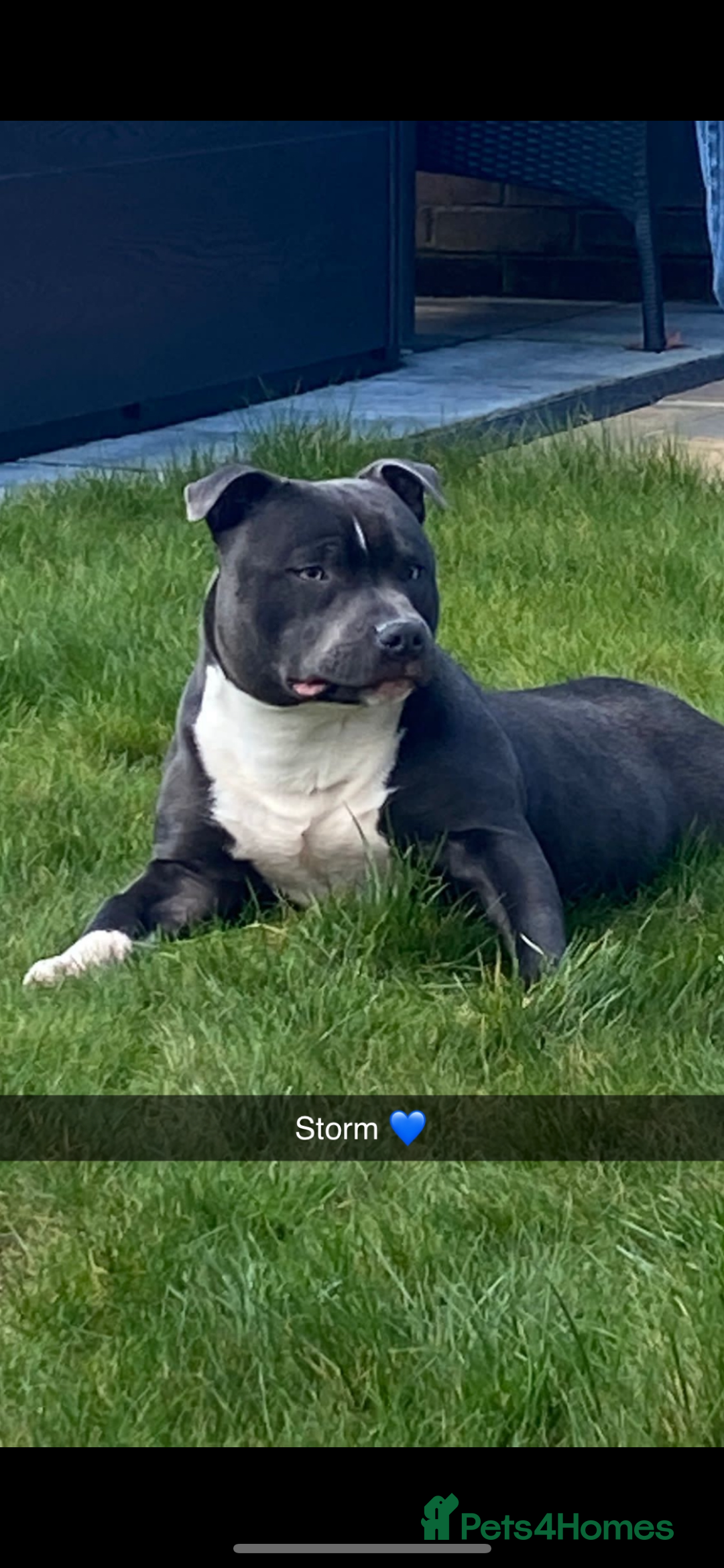 Staffordshire Bull Terrier dogs for stud: STORM - Image 3