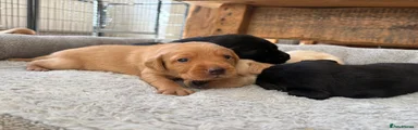 Labrador Retriever 7