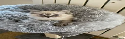 Ragdoll cats for sale: Lynx Ragdoll boys  - Advert 6