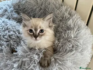 Ragdoll cats Lynx Ragdoll boys - Advert 1