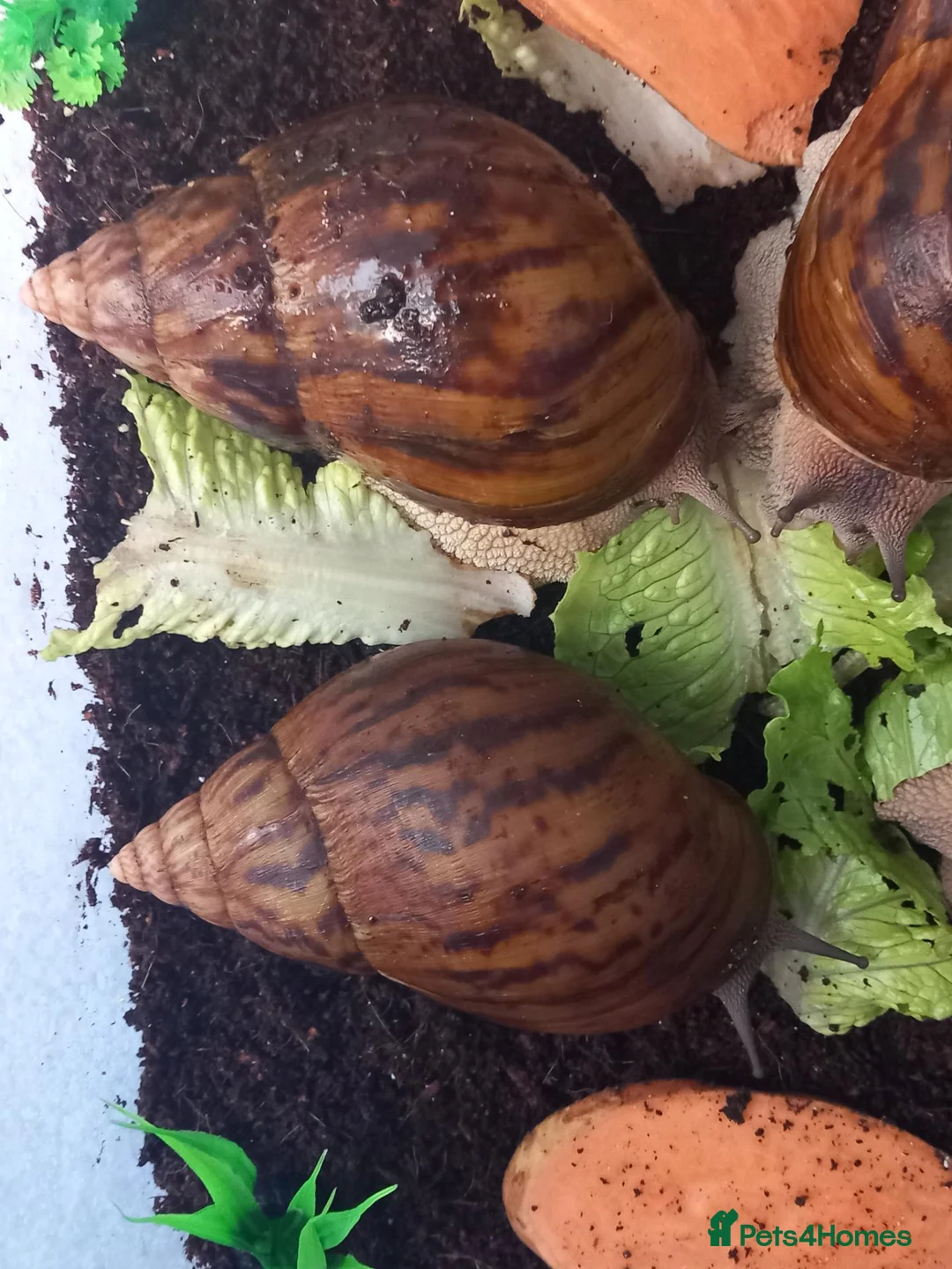 Snails invertebrates for sale: Giant African Tiger Land Snails (Achatina achatina - Advert 10
