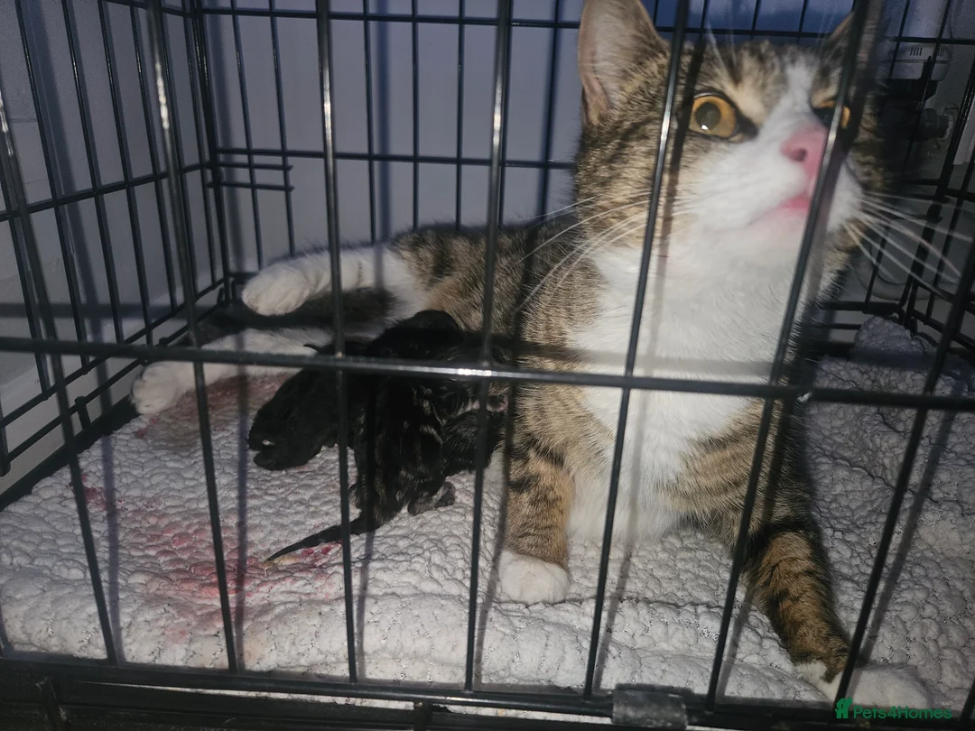 Mixed Breed cats for sale: 9 Week Old Kittens - Mixed Litter in Thetford - Advert 2