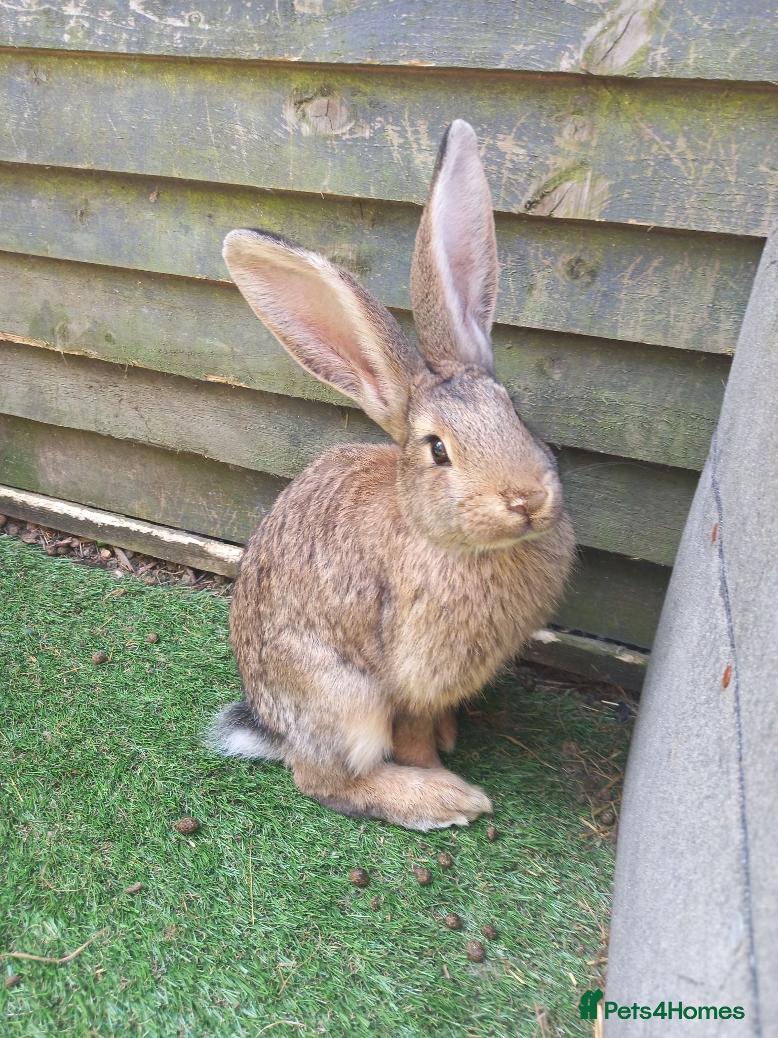 Continental Giant rabbits ******last two giants left****** - Advert 1