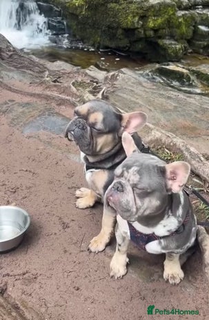 French Bulldog dogs - Advert 2