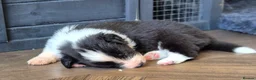 Border Collie dogs for sale: Exceptional, health tested, KC registered puppies - Advert 2