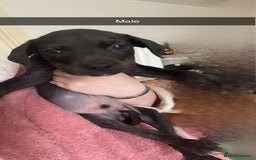 Mixed Breed dogs for sale: Staffy X Rottweilers - Image 4