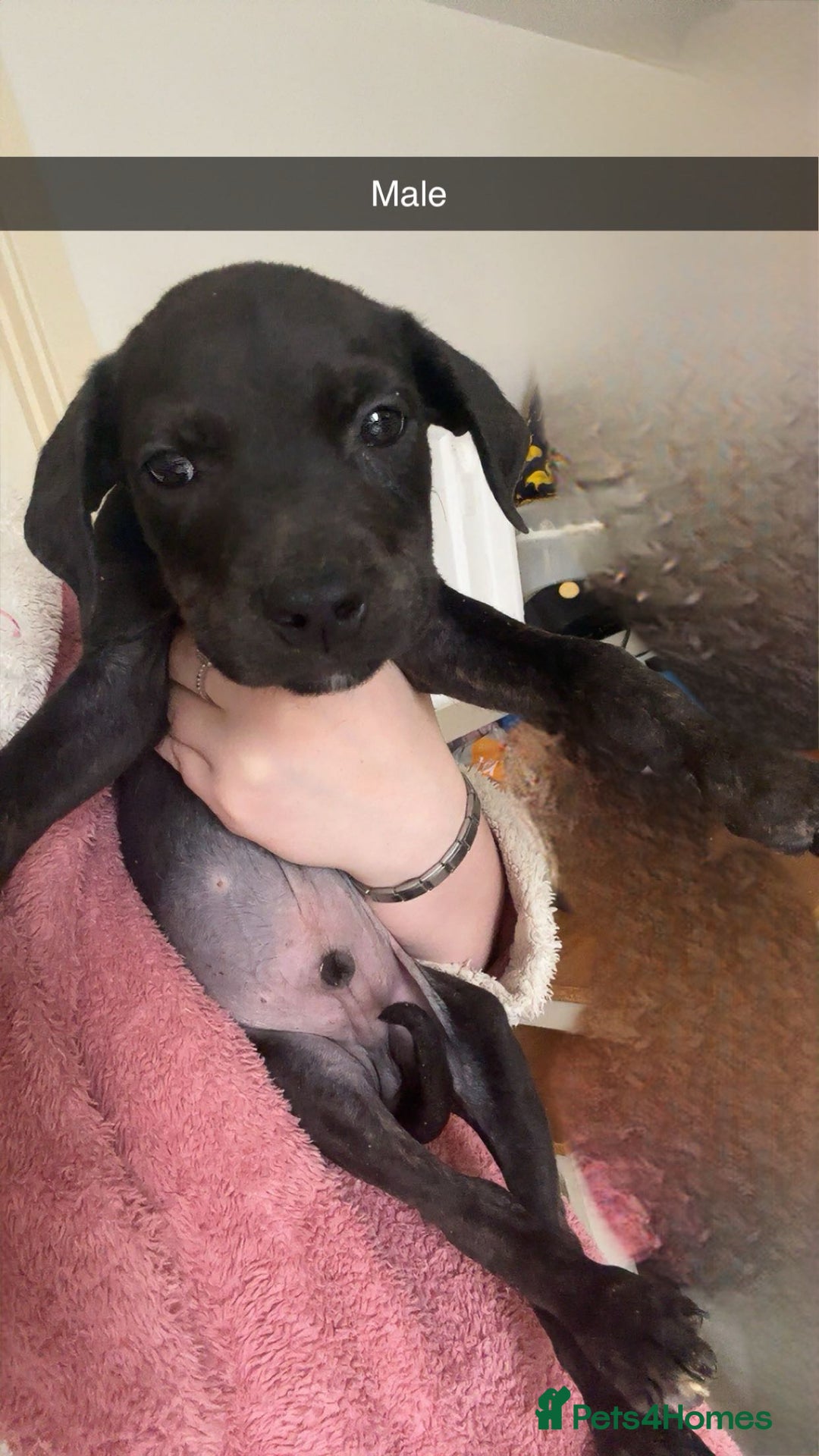Mixed Breed dogs for sale: Staffy X Rottweilers - Image 4