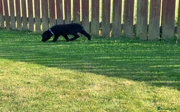 Labrador Retriever dogs for sale: Black Labrador Retriever - Image 3