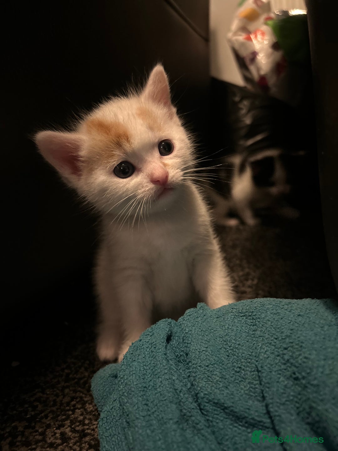 Domestic Shorthair cats for sale: Kittens for sale  - Image 2