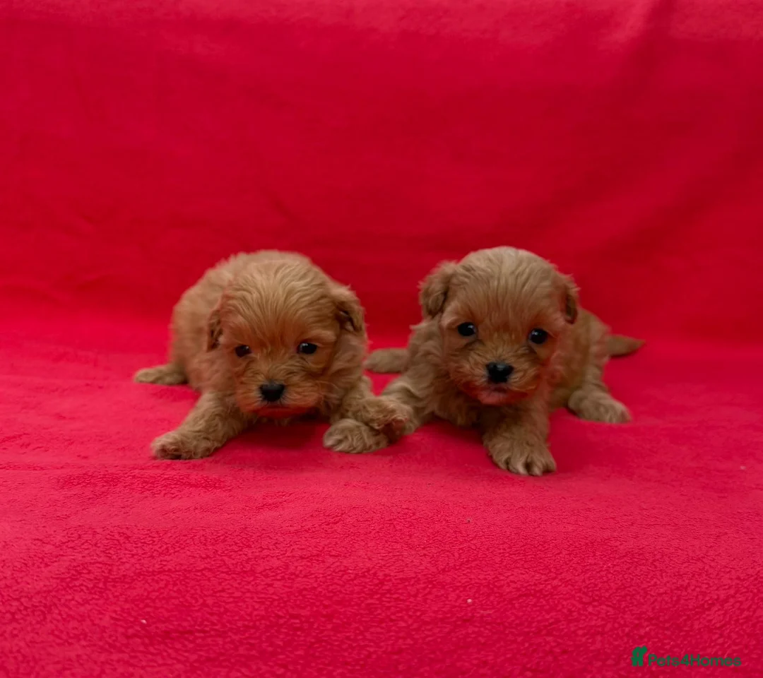 Shihpoo dogs for sale: Shihpoo pups for sale - Advert 4