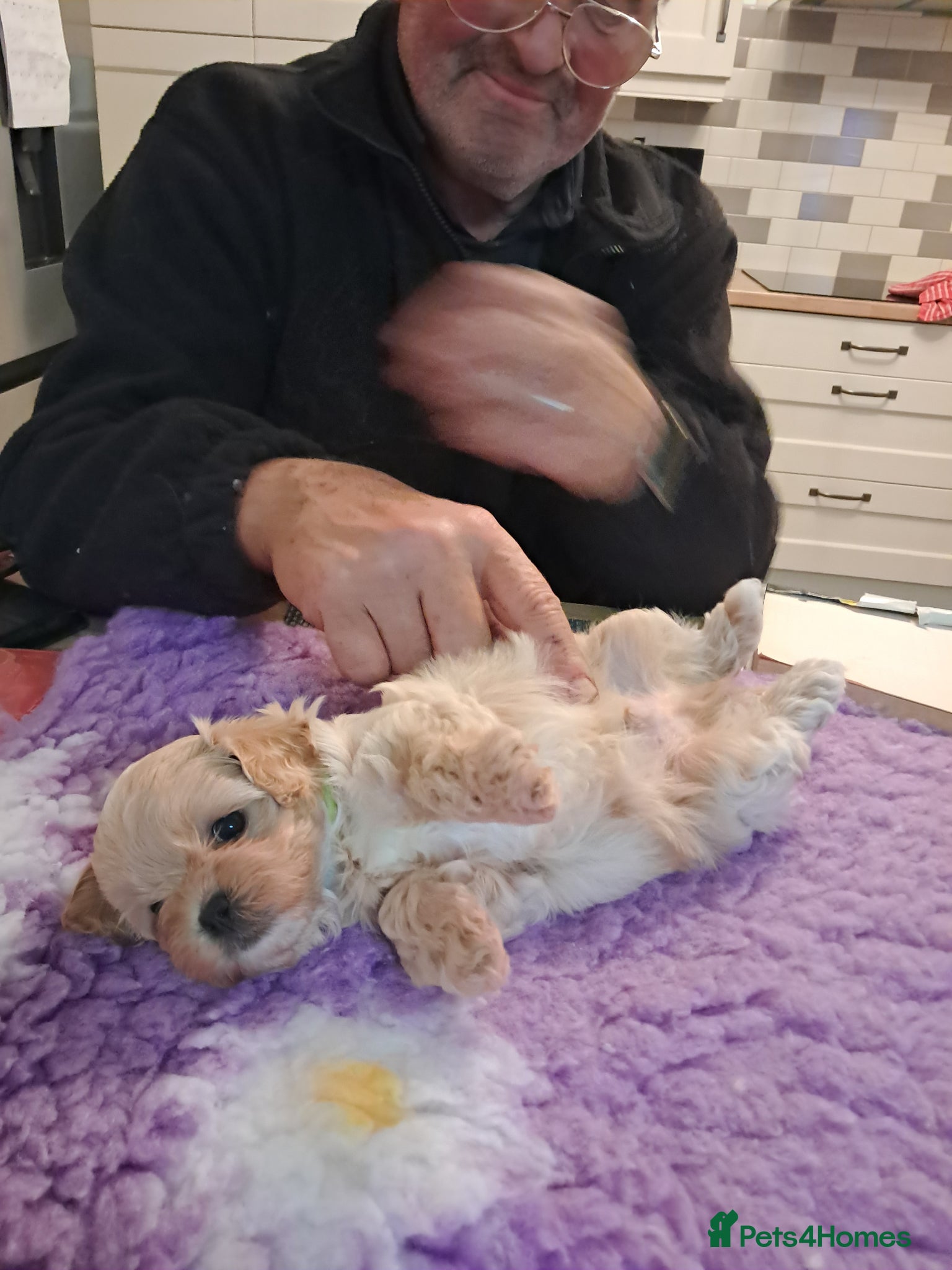 Maltipoo dogs Beautiful Maltipoo Pups - Advert 3