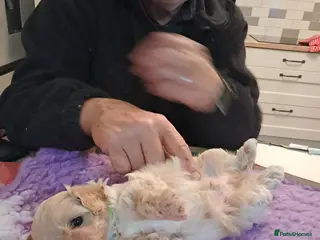 Maltipoo dogs Beautiful Maltipoo Pups - Advert 3