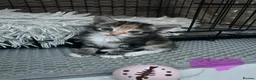Mixed Breed cats for sale: Tabby kittens for sale in Sunderland - Advert 2