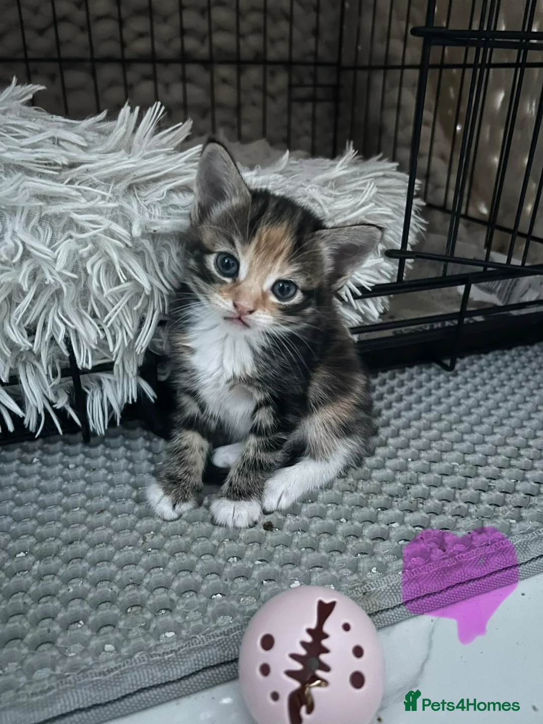 Mixed Breed cats for sale: Tabby kittens for sale in Sunderland - Advert 2