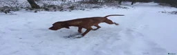Hungarian Vizsla dogs for stud: Show Champion KC Reg Hungarian Vizsla for Stud in Brampton - Advert 9