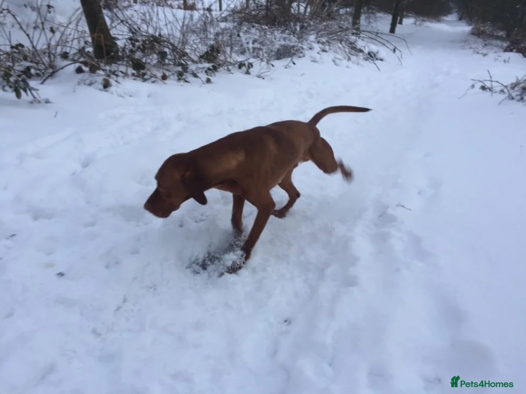 Hungarian Vizsla dogs for stud: Show Champion KC Reg Hungarian Vizsla for Stud in Brampton - Advert 9