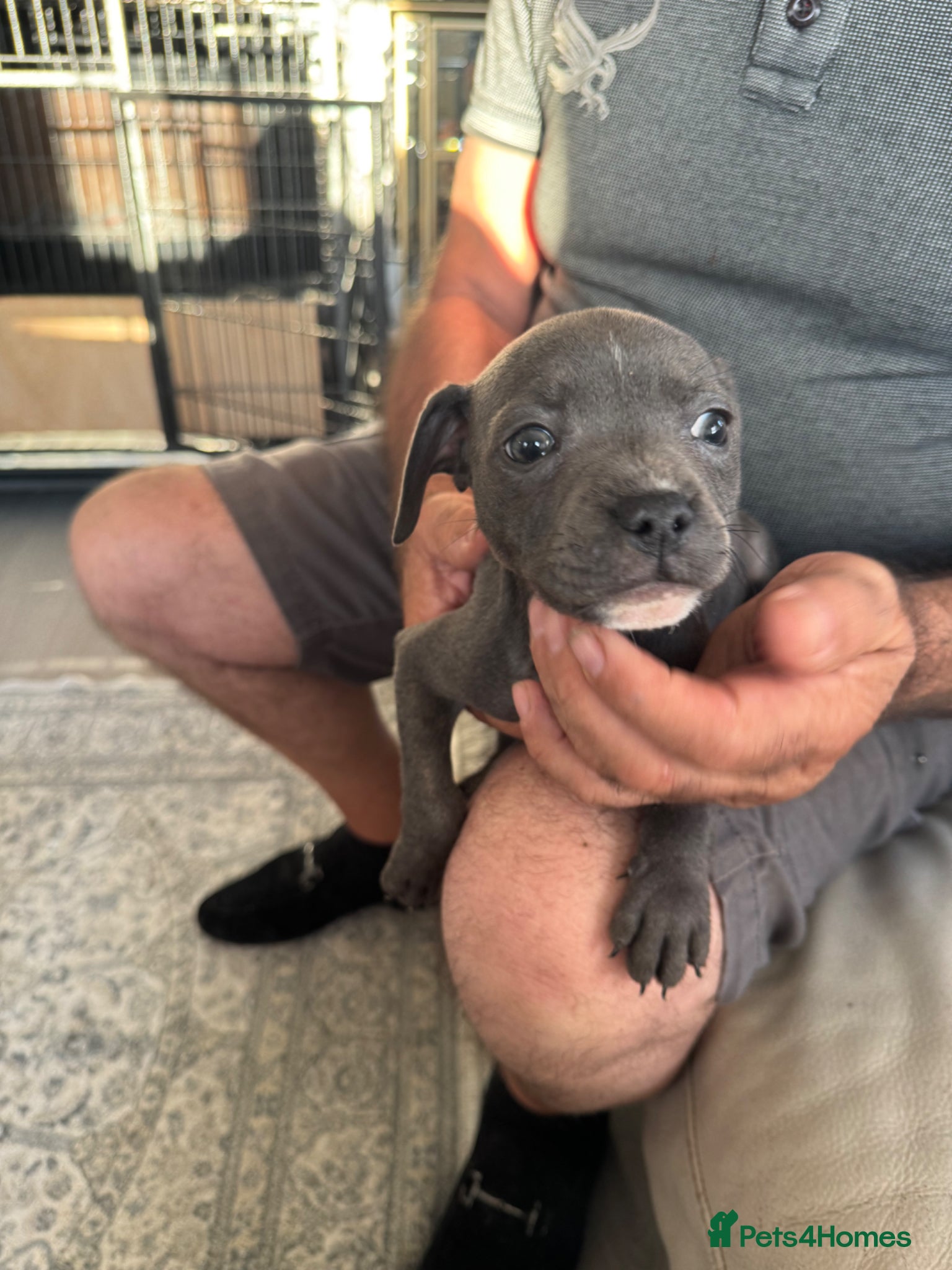 Staffordshire Bull Terrier dogs for sale: staff puppy for sale ready to go  in Cambridge - Advert 13