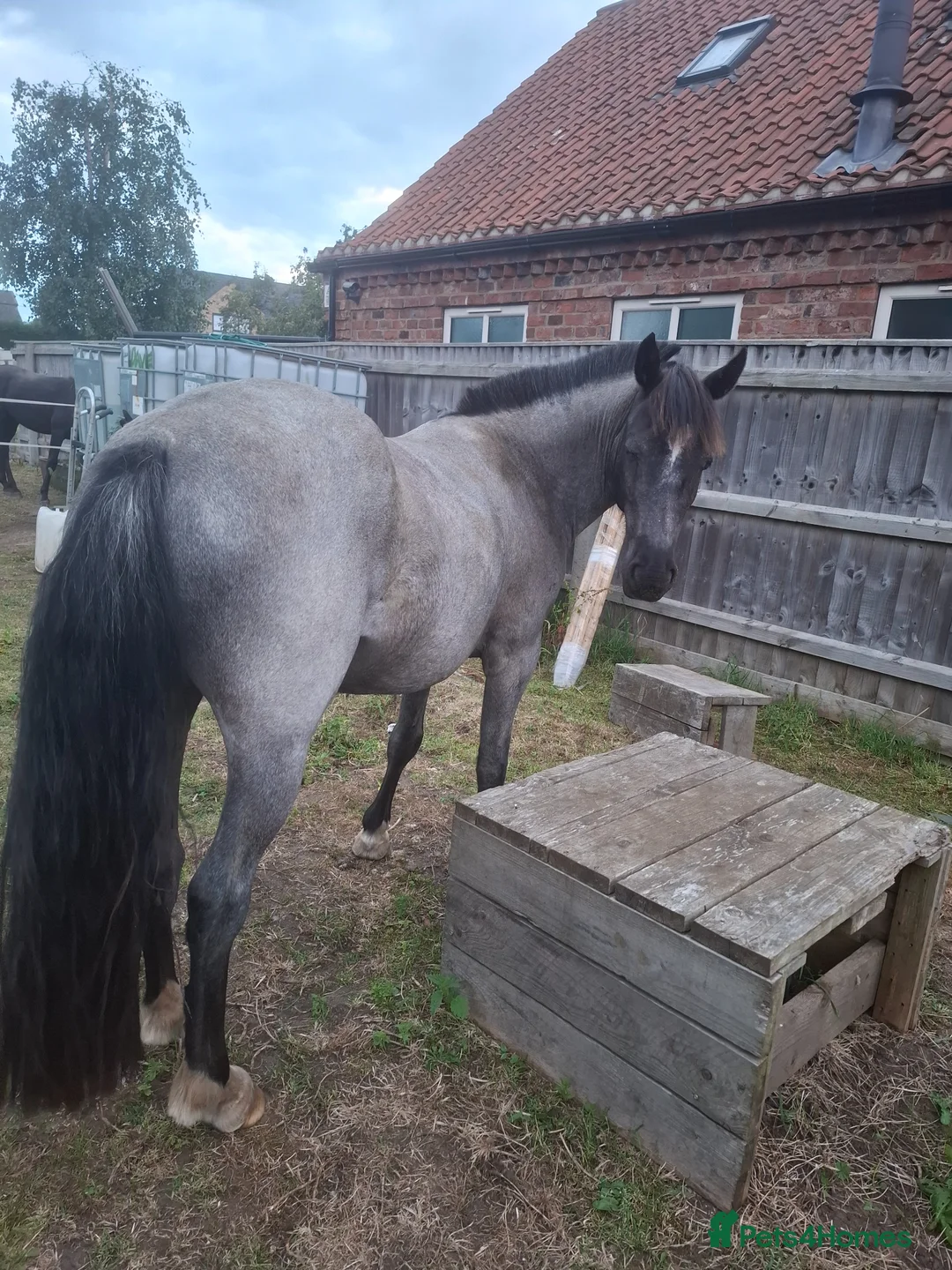 Other Breed horses for sale: Perfect Blue roan 2nd pony! in Brigg - Advert 3