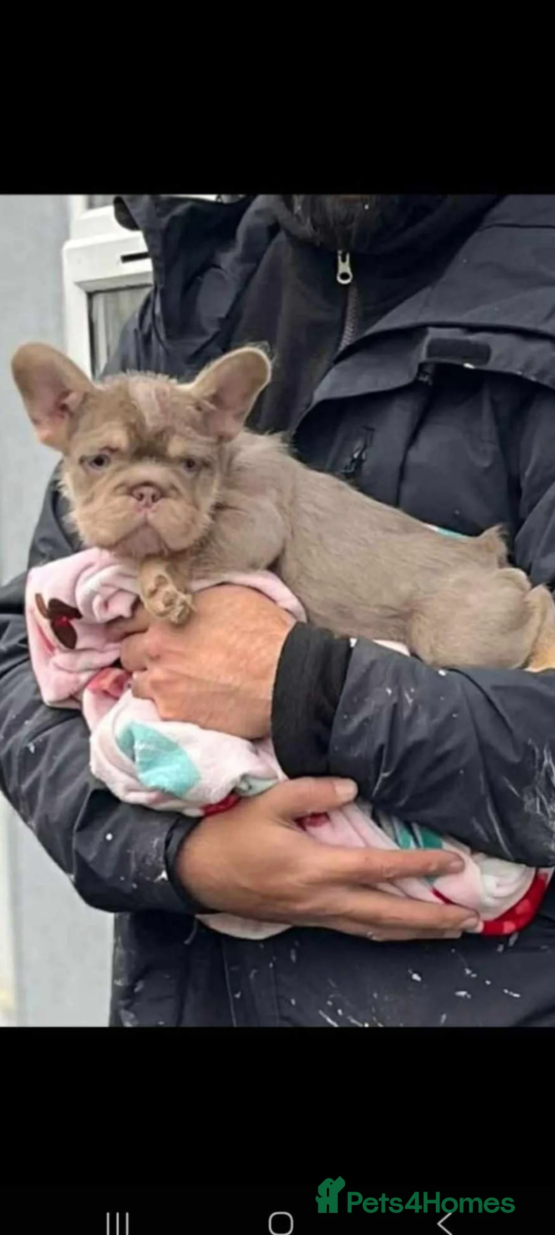 French Bulldog dogs for sale: New shade  **  fluffy /floodle producers  in Burton-on-Trent - Advert 5