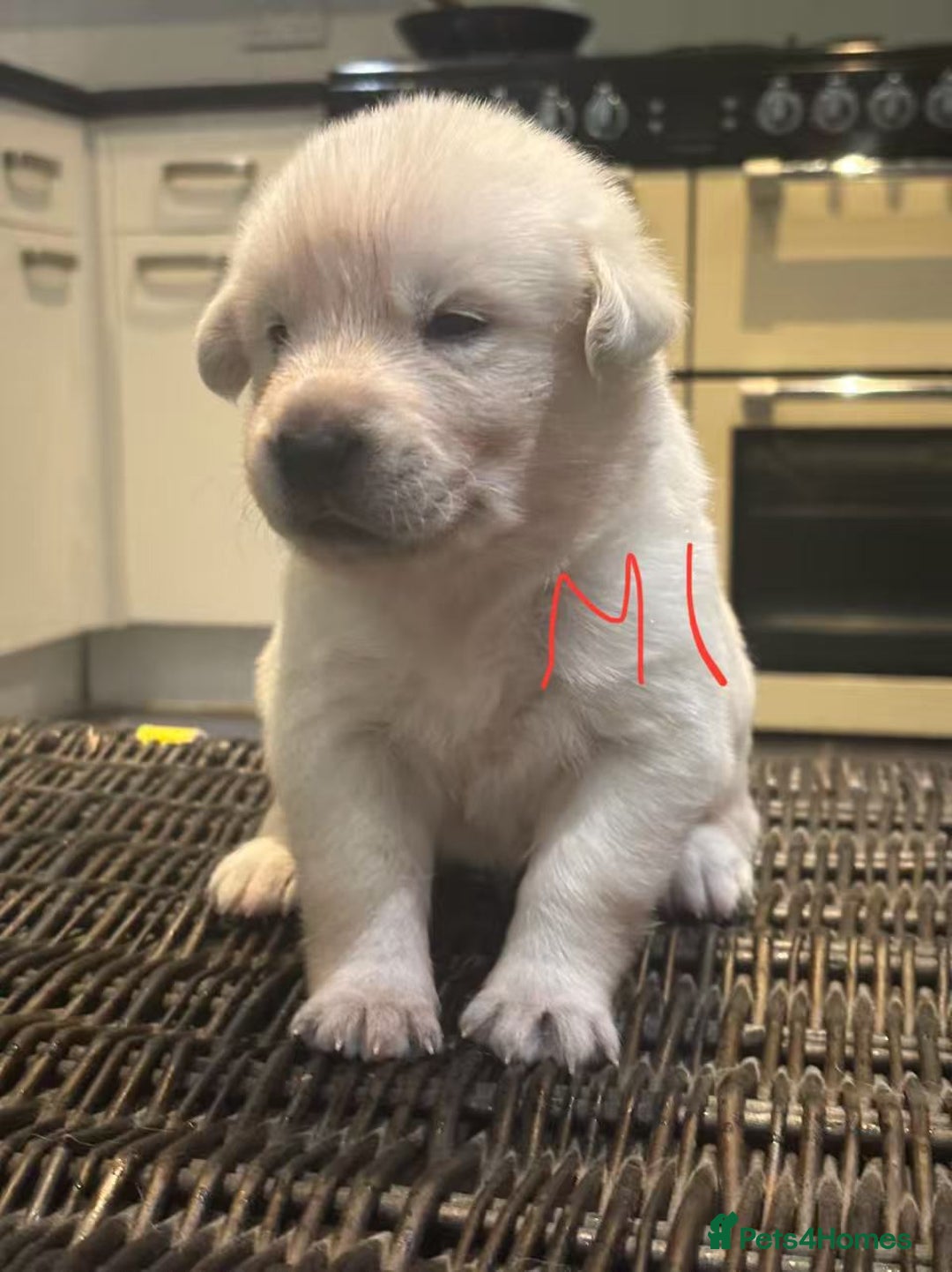 Mixed Breed dogs for sale: puppies for sale - Advert 12