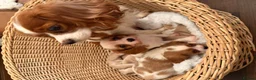 Cavalier King Charles Spaniel dogs for sale: DNA Clear KC Registered Cavalier Kcs Pups - Advert 3