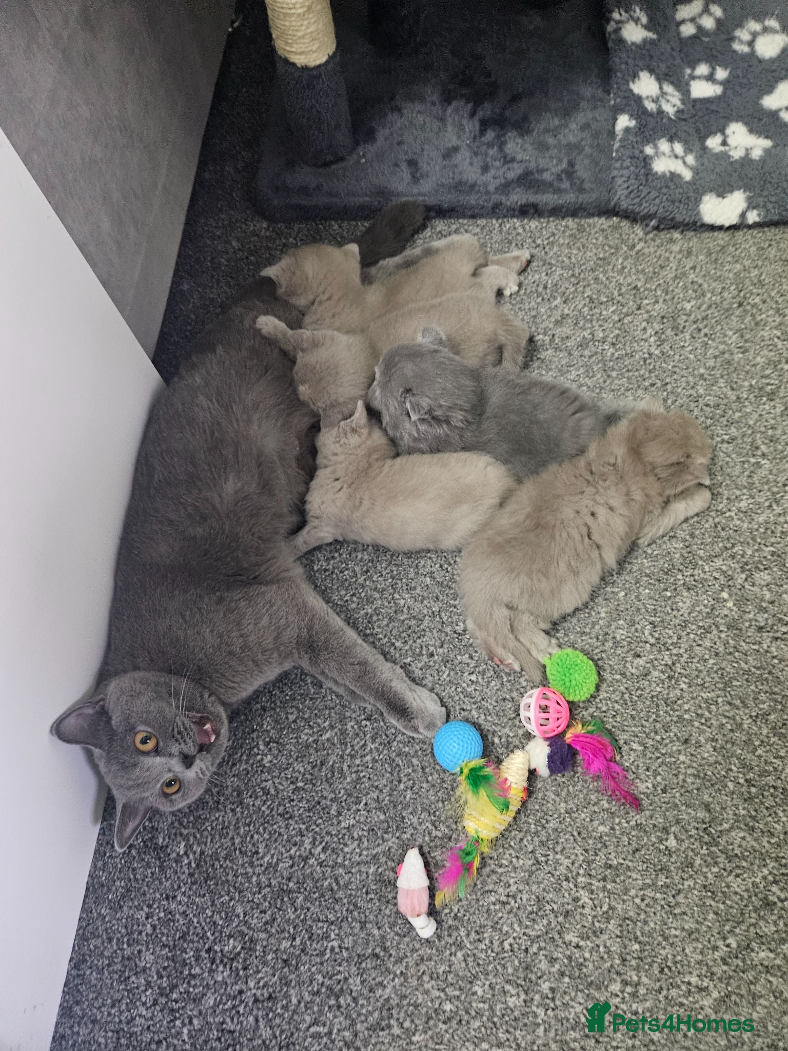 British Shorthair cats British shorthair  - Advert 17