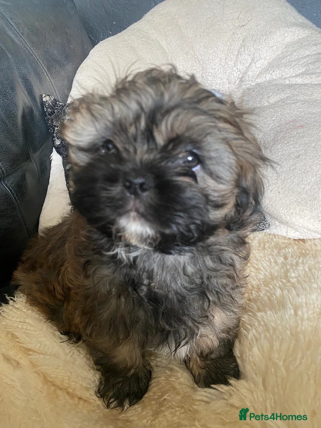 Shih Tzu dogs for sale: pure breed shih tzu puppy , only 1 left - Advert 9