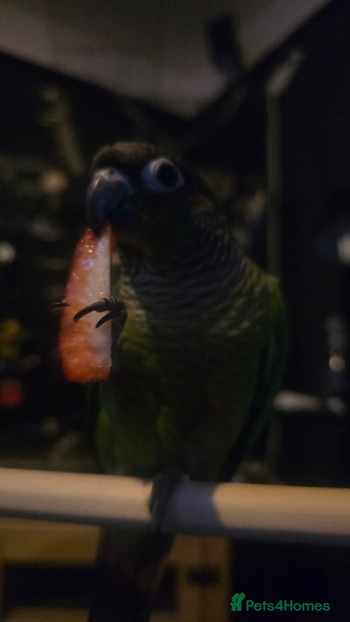 Conures birds Green cheek conure - Advert 9
