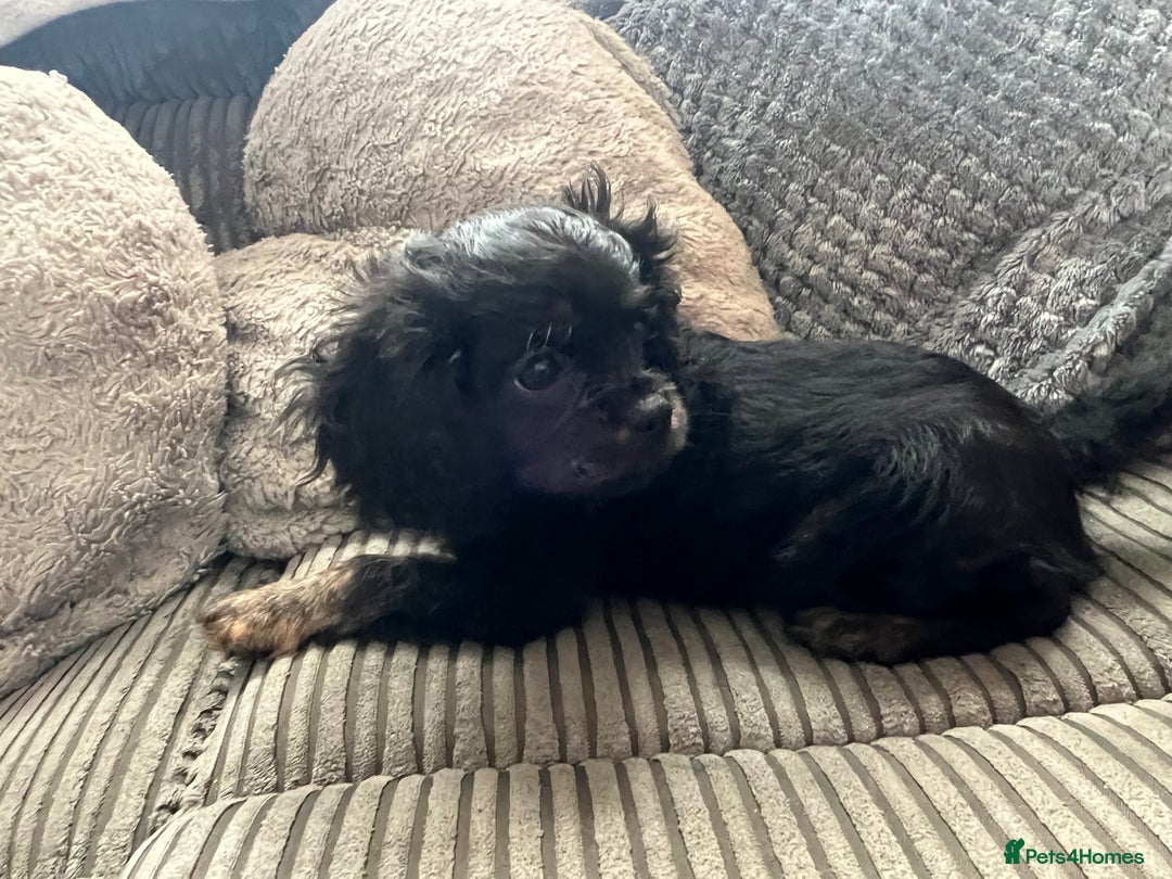 Cavapoo dogs for sale: Cavapoo x Cavalier - Image 19