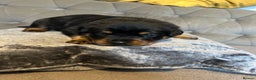 Rottweiler dogs for sale: Ready in 2 weeks bunch of 12 rotwellier puppies  - Advert 9