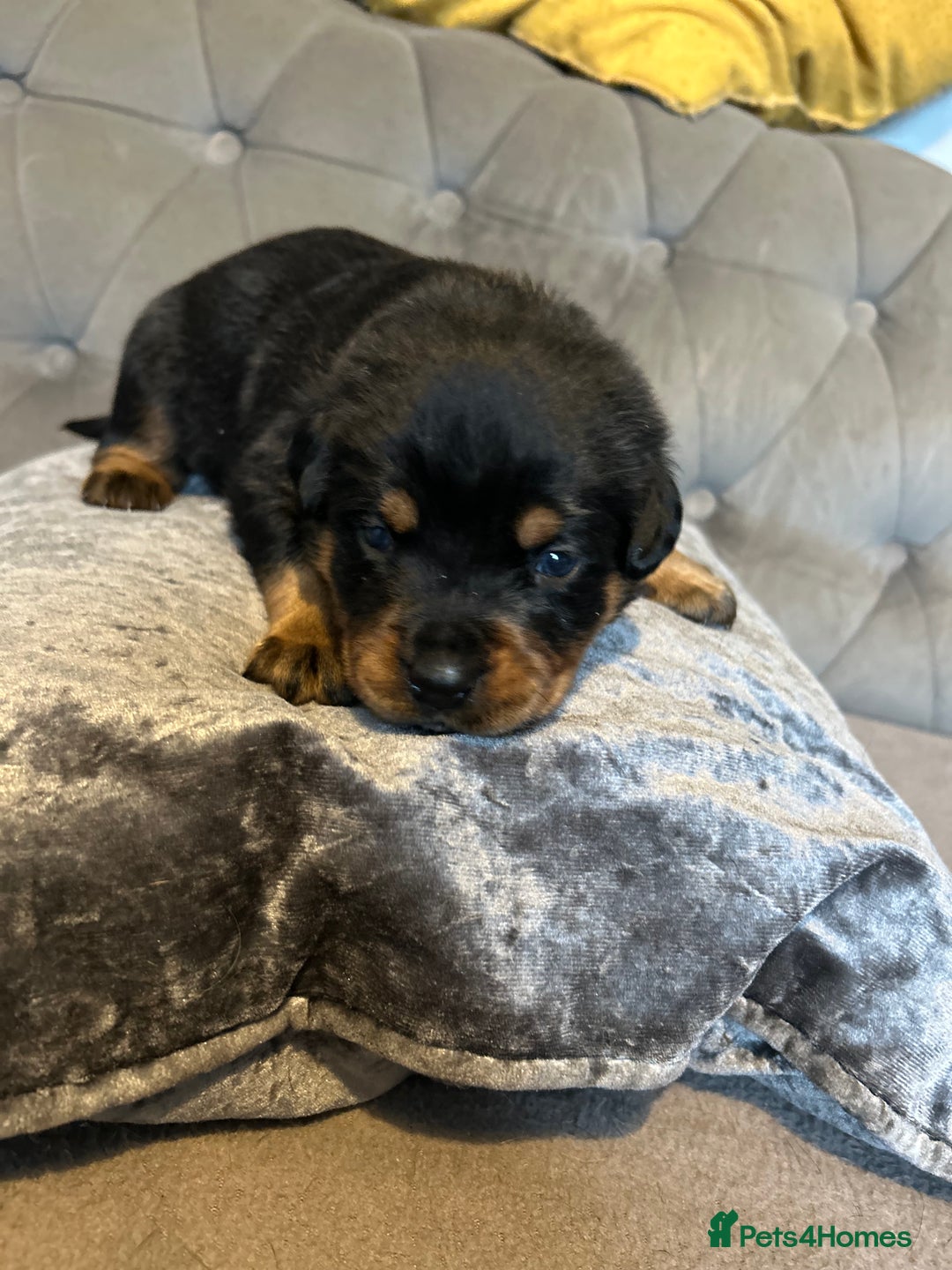 Rottweiler dogs for sale: Ready in 2 weeks bunch of 12 rotwellier puppies  - Advert 9