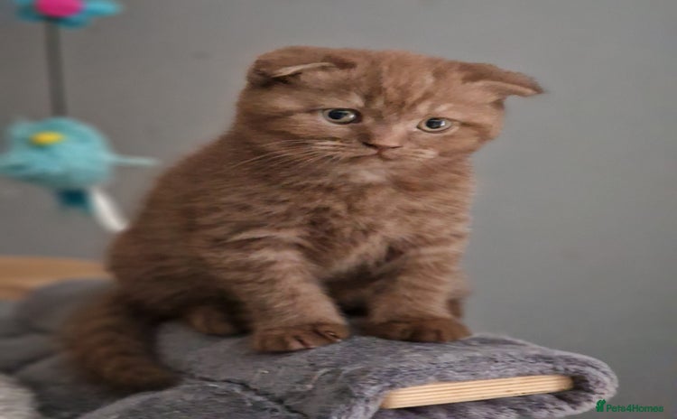 Scottish Fold cats - Advert 1